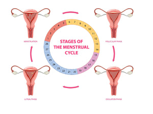 Phases of the Menstrual Cycle & Ovulation Explained | Pectiv